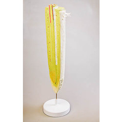 Модель строения корня