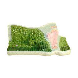 Модель строения листа