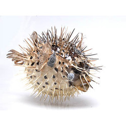 Сухой препарат 