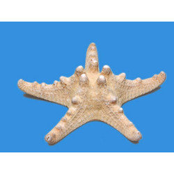 Сухой препарат 