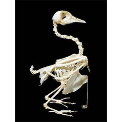 Скелет голубя