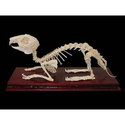 Скелет кролика