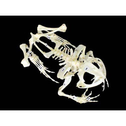 Скелет лягушки