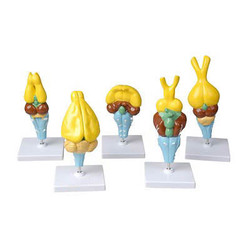 Комплект моделей строения мозга позвоночных