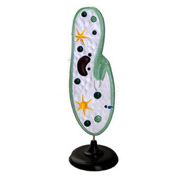 Модель инфузории-туфельки