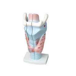 Модель гортани в разрезе