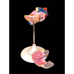 Модель сердца (лабораторная)