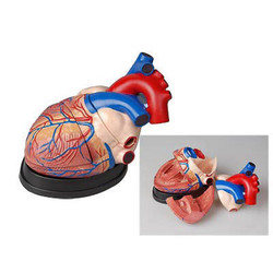 Модель сердца в разрезе (демонстрационная)