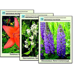 Гербарий фотографический 