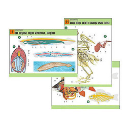 Комплект таблиц по биологии дем. 