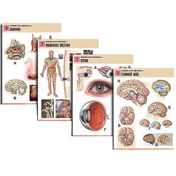 Комплект таблиц по биологии дем. 