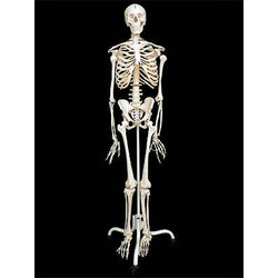 Скелет человека на подставке (170 см)