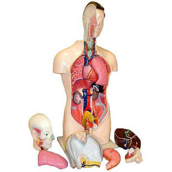 Модели, муляжи, скелеты